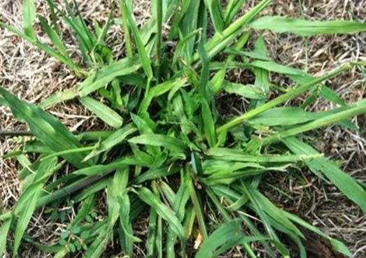 Crabgrass Growing on Lawn